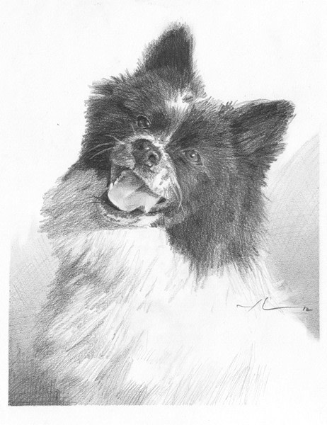 smiling dog drawing from a photo by portrait artist Mike Theuer