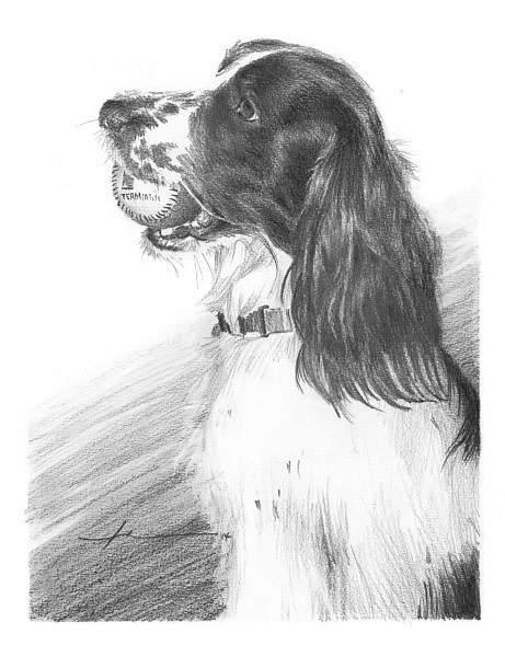 spaniel plays fetch pencil portrait from a photo by portrait artist Mike Theuer
