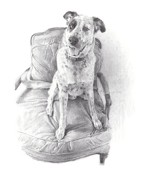 spotted dog fancy chair pencil portrait from a photo by portrait artist Mike Theuer