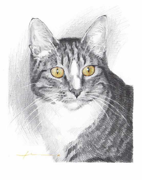 tabby cat yellow eyes pencil portrait from a photo by portrait artist Mike Theuer