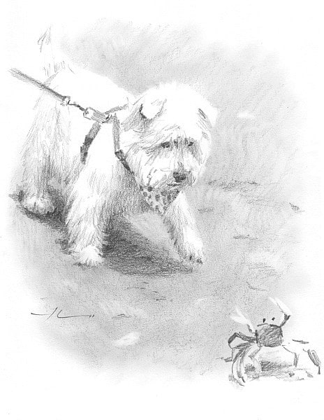 westie dog on beach pencil portrait from a photo by portrait artist Mike Theuer