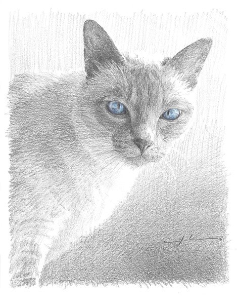 white kitty blue eyes pencil portrait from a photo by portrait artist Mike Theuer
