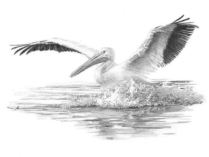 white pelican pencil portrait from a photo by portrait artist Mike Theuer