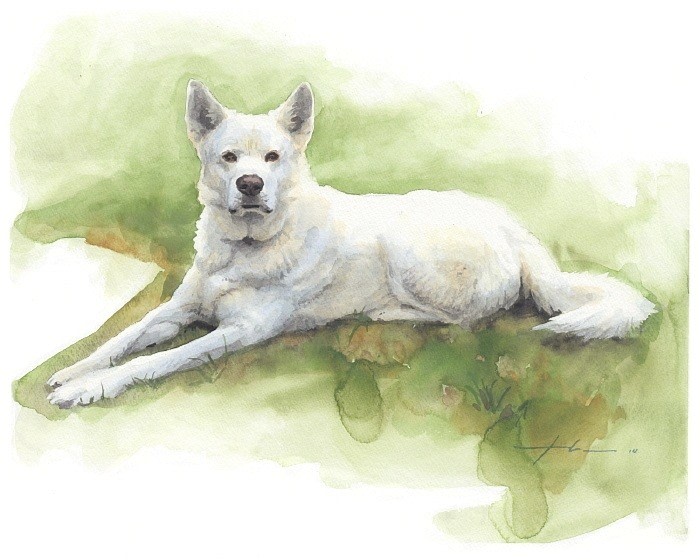 white sled dog laying in grass watercolor portrait from a photo by portrait artist Mike Theuer