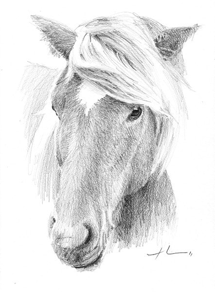 wild horse pencil portrait from a photo by portrait artist Mike Theuer