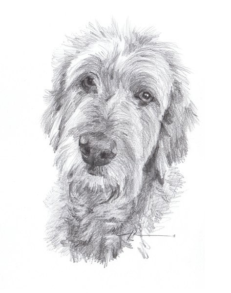 wolfhound pencil portrait from a photo by portrait artist Mike Theuer