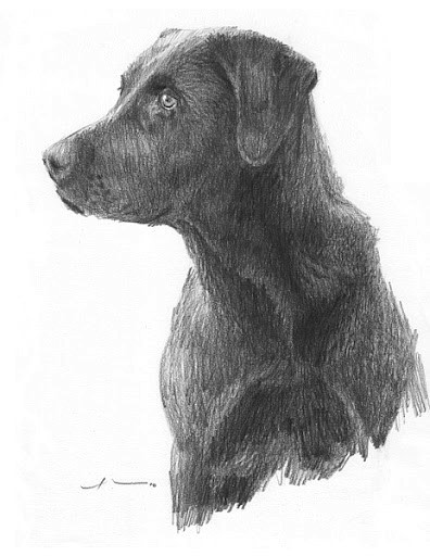 black lab drawing from a photo by portrait artist Mike Theuer