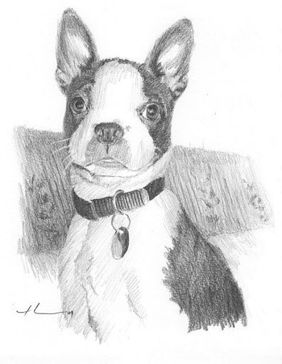 boston terrier drawing from a photo by portrait artist Mike Theuer