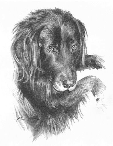 setter dog portrait by portrait artist Mike Theuer