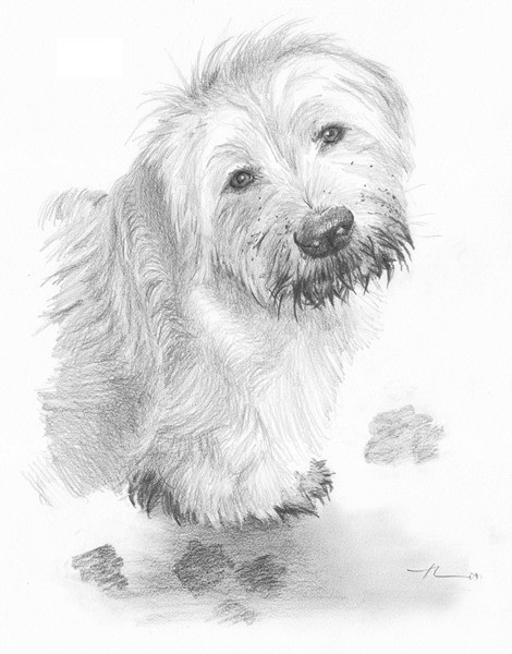 sheep dog drawing from a photo by portrait artist Mike Theuer