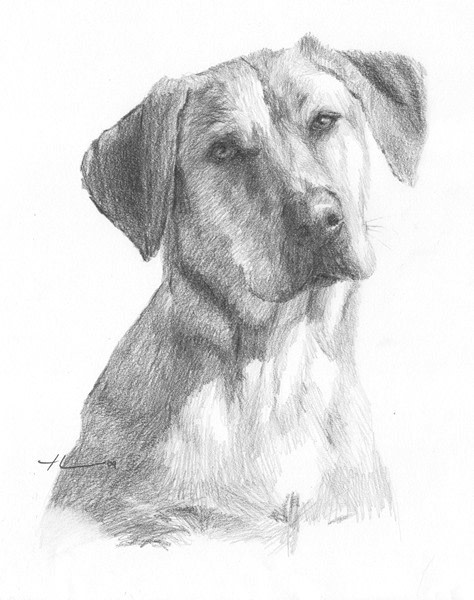 yellow lab drawing from a photo by portrait artist Mike Theuer