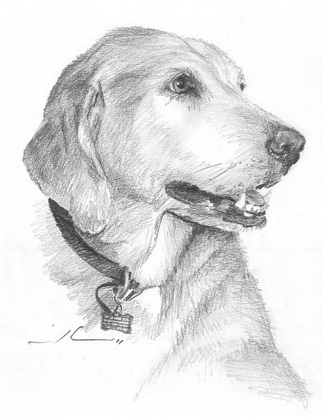 yellow labrador dog pencil portrait from a photo by portrait artist Mike Theuer