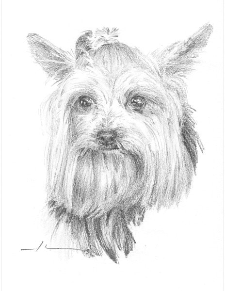 yorkie dog pencil drawing from a photo by portrait artist Mike Theuer