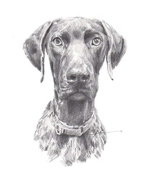 young dog school photo pencil portrait from a photo by portrait artist Mike Theuer