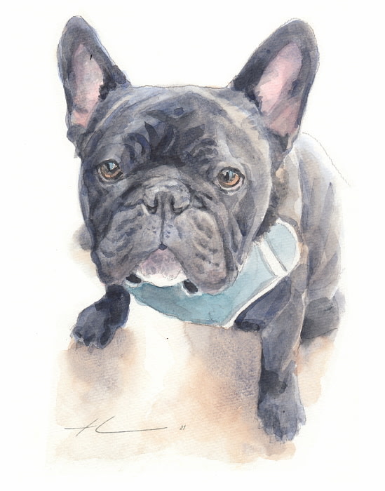 french bulldog watercolor portrait from a photo by portrait artist Mike Theuer