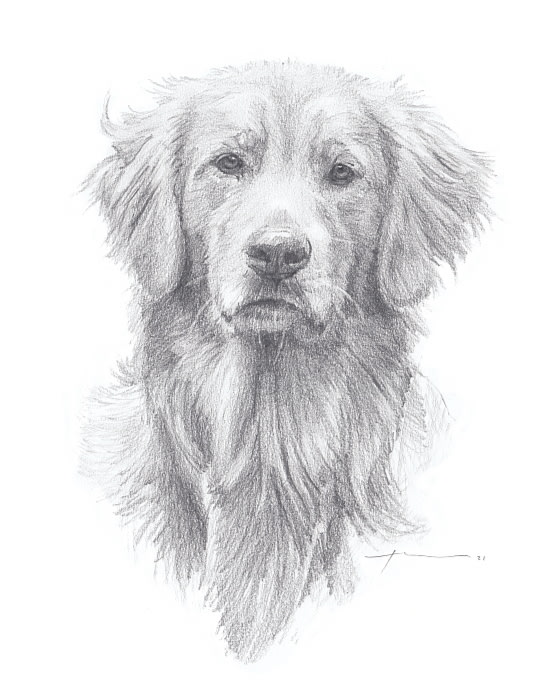 golden retreiver pencil portrait from a photo by portrait artist Mike Theuer