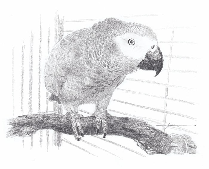 grey parrot pencil portrait from a photo by portrait artist Mike Theuer
