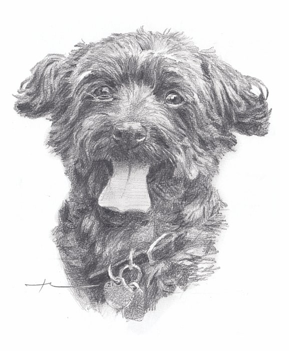 black furry dog pencil portrait from a photo by portrait artist Mike Theuer