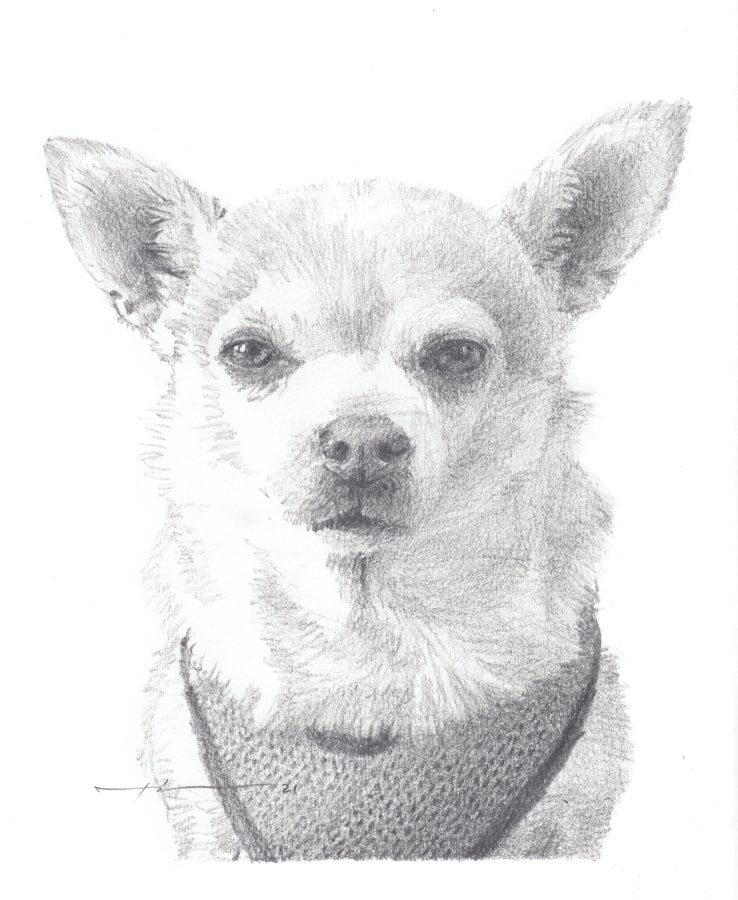 peaches the chihuahua pencil portrait from a photo by portrait artist Mike Theuer