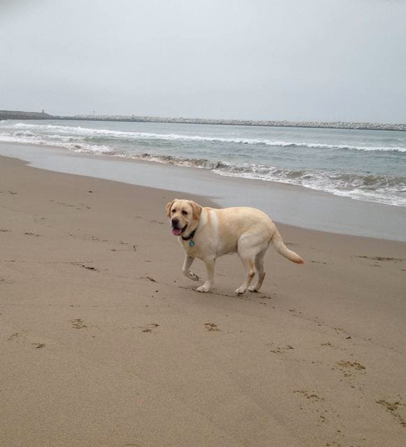 theuer watercolor colors reference photo