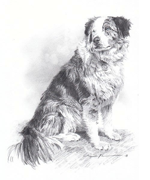 australian shepherd sitting pencil portrait from a photo by portrait artist Mike Theuer