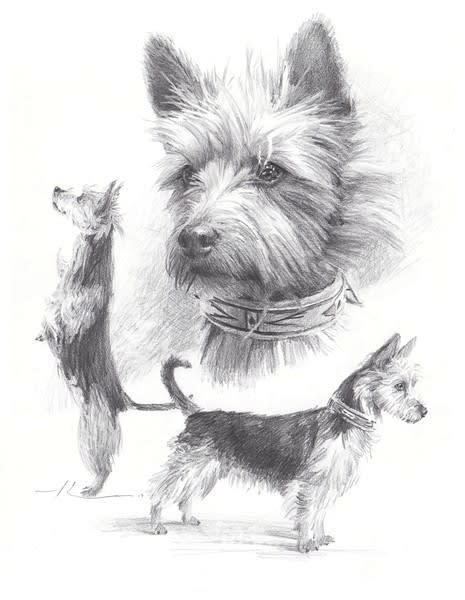 australian terrier collage pencil portrait from a photo by portrait artist Mike Theuer
