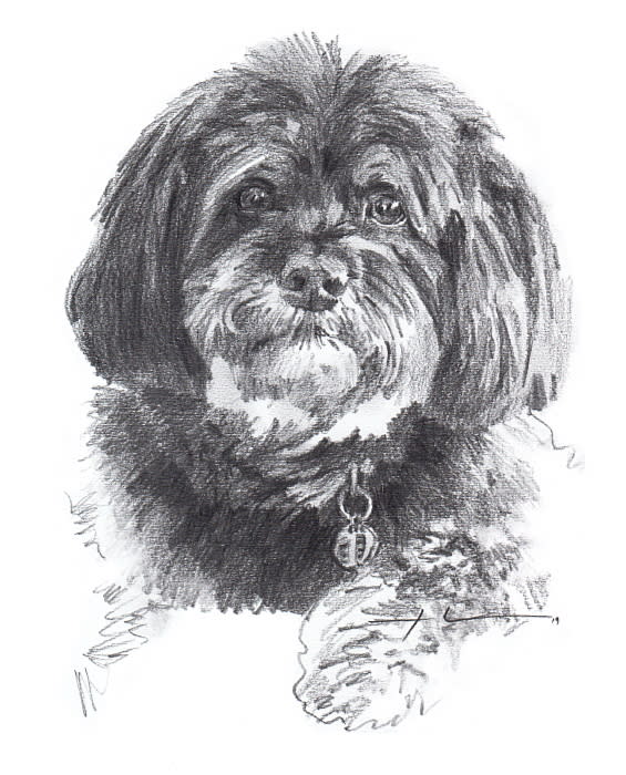 black cockapoo pencil portrait from a photo by portrait artist Mike Theuer