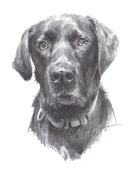 black labrador closeup pencil portrait from a photo by portrait artist Mike Theuer