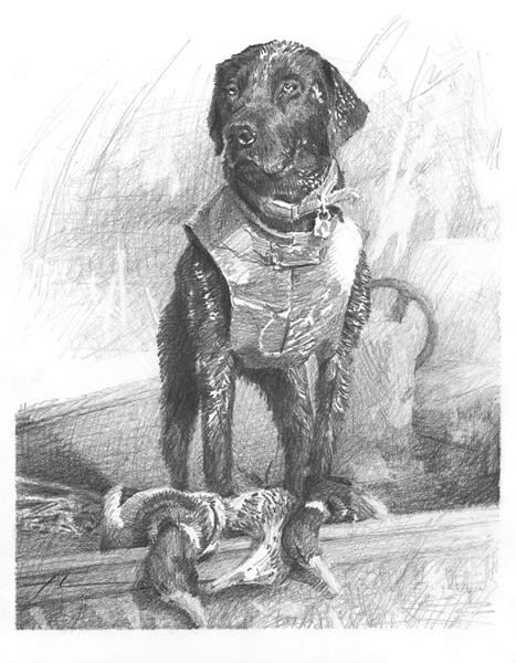 black labrador duck hunting pencil portrait from a photo by portrait artist Mike Theuer