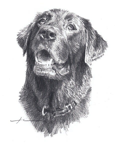 black labrador wet pencil portrait from a photo by portrait artist Mike Theuer