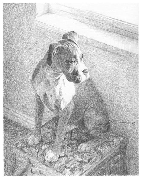 boxer dog at window pencil drawing from a photo by portrait artist Mike Theuer