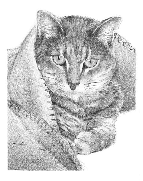 cat in a blanket pencil portrait from a photo by portrait artist Mike Theuer