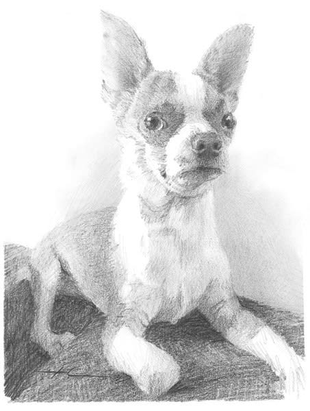 chihuahua dog pencil drawing from a photo by portrait artist Mike Theuer