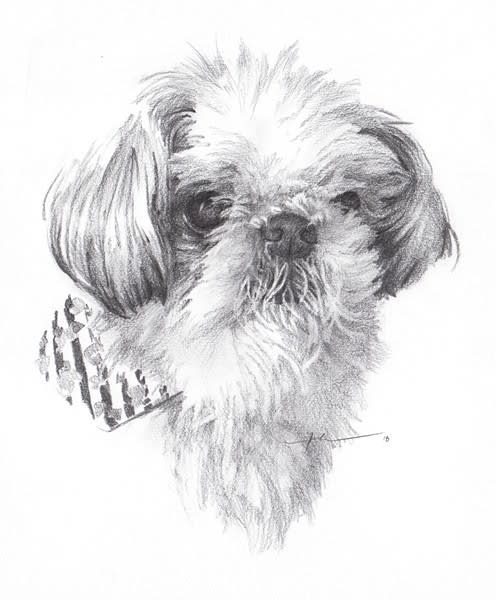 elderly shih tzu pencil portrait from a photo by portrait artist Mike Theuer