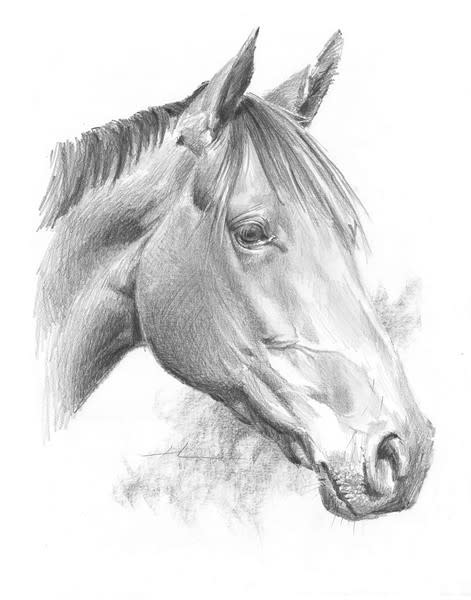 horse pencil drawing from a photo by portrait artist Mike Theuer