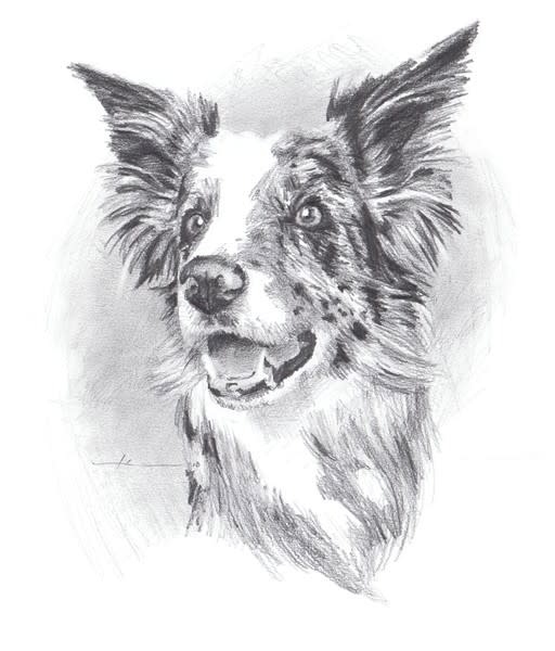 jumping_course_show_dog_pencil_portrait_mike_theuer