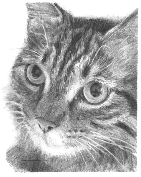 kitty closeup drawing from a photo by portrait artist Mike Theuer