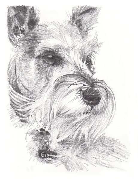 mini_schnauzer pencil portrait from a photo by portrait artist Mike Theuer