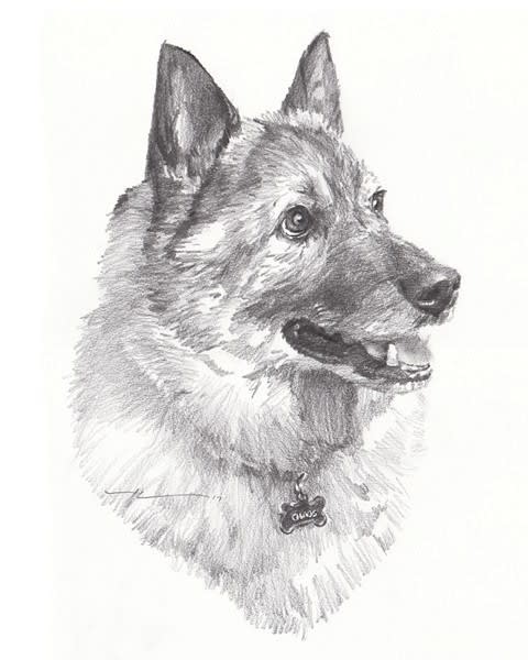 norwegian elk hound pencil portrait from a photo by portrait artist Mike Theuer