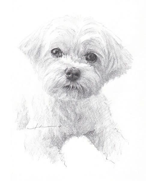 old_maltese_pencil_portrait_mike_theuer