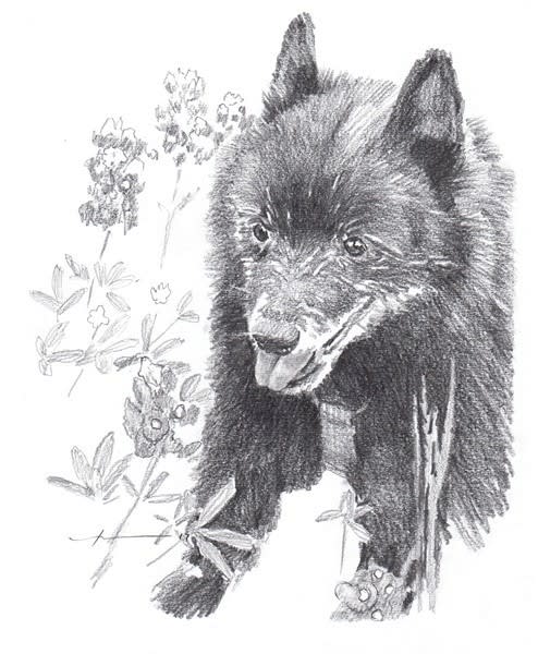 pomeranian in bluebells pencil portrait from a photo by portrait artist Mike Theuer