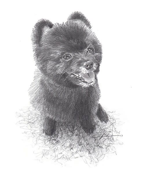 pomeranian pencil portrait from a photo by portrait artist Mike Theuer