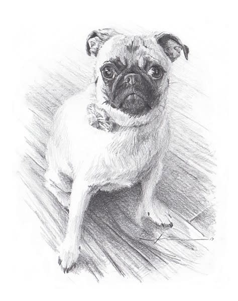 pug posing pencil portrait from a photo by portrait artist Mike Theuer