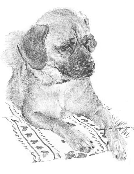 puppy on blanket pencil portrait from a photo by portrait artist Mike Theuer