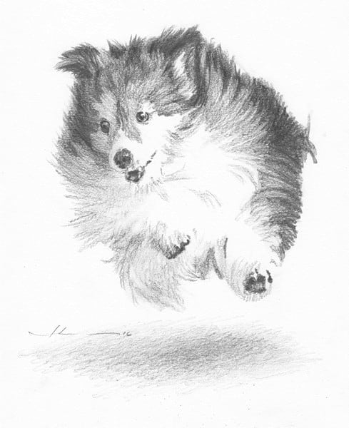 running sheltie pencil portrait from a photo by portrait artist Mike Theuer