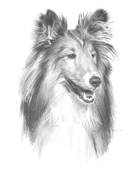 sheltie champion pencil portrait from a photo by portrait artist Mike Theuer