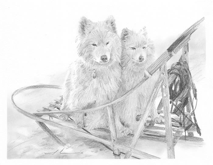 sled dogs pencil portrait from a photo by portrait artist Mike Theuer