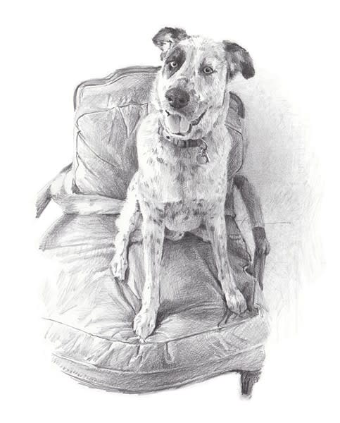 spotted dog fancy chair pencil portrait from a photo by portrait artist Mike Theuer