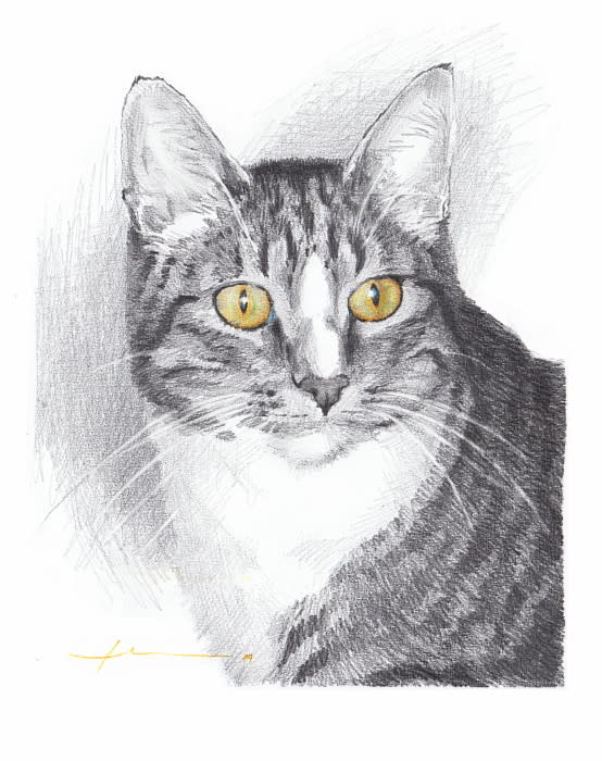 tabby cat yellow eyes pencil portrait from a photo by portrait artist Mike Theuer