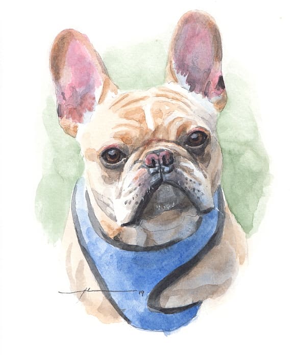 boston bulldog watercolor portrait from a photo by portrait artist Mike Theuer